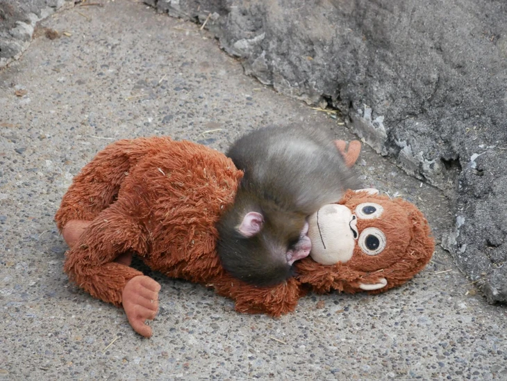 thú bông - Ảnh 1.