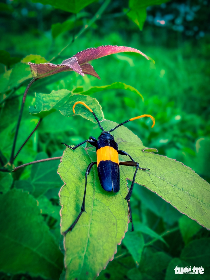 Pa Thiên - Ảnh 4.