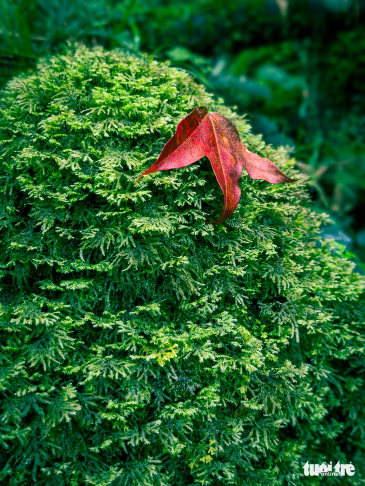 Pa Thiên - Ảnh 6.