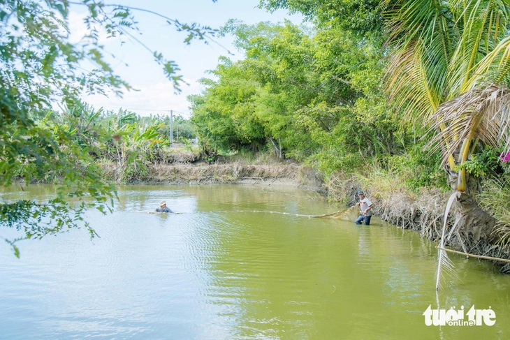 cá lăng - Ảnh 2.