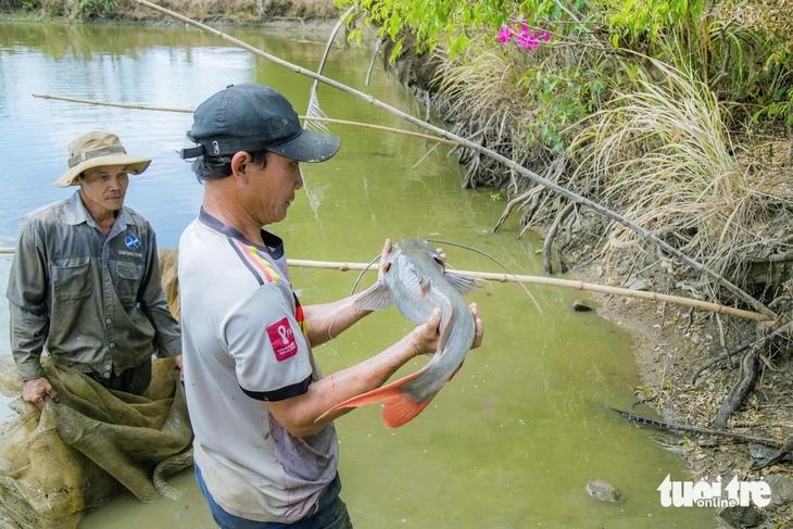 cá lăng - Ảnh 3.