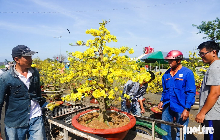 hoa Tết - Ảnh 1.