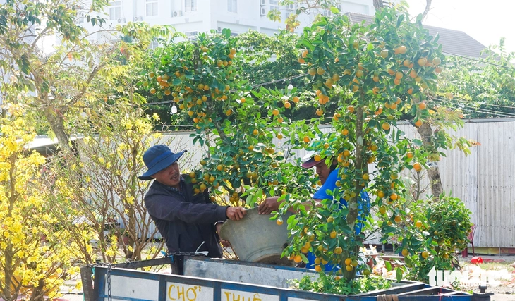 hoa Tết - Ảnh 3.