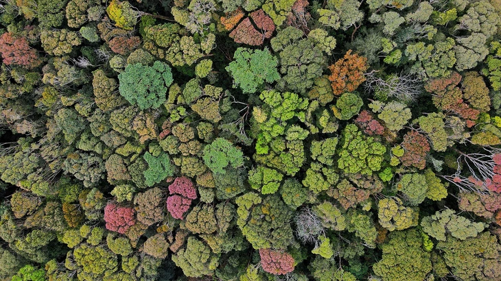 Măng Đen - Ảnh 13.