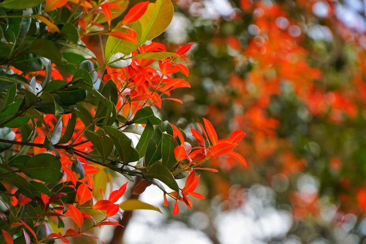 Măng Đen - Ảnh 3.