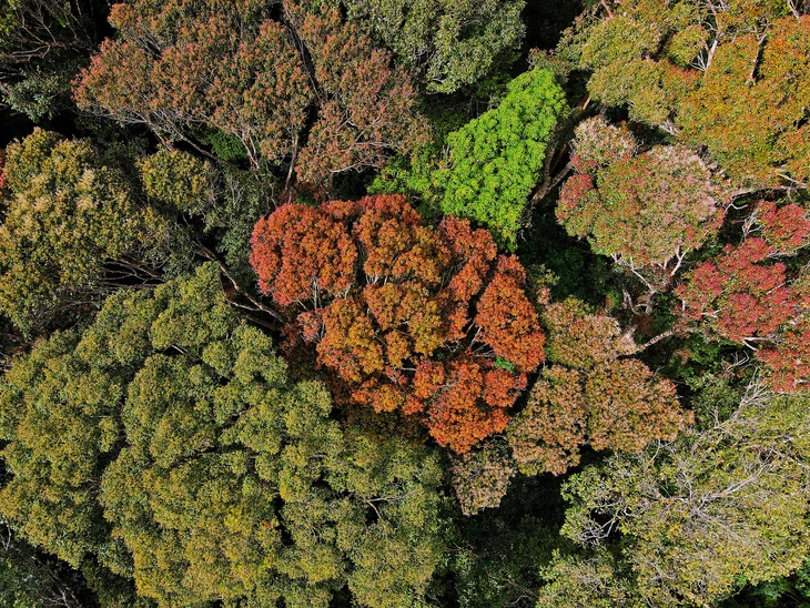 Măng Đen - Ảnh 1.