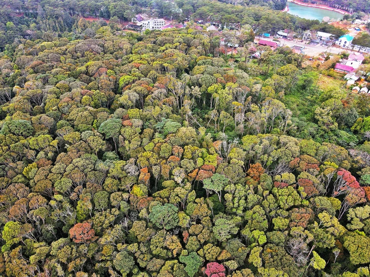 Măng Đen - Ảnh 4.