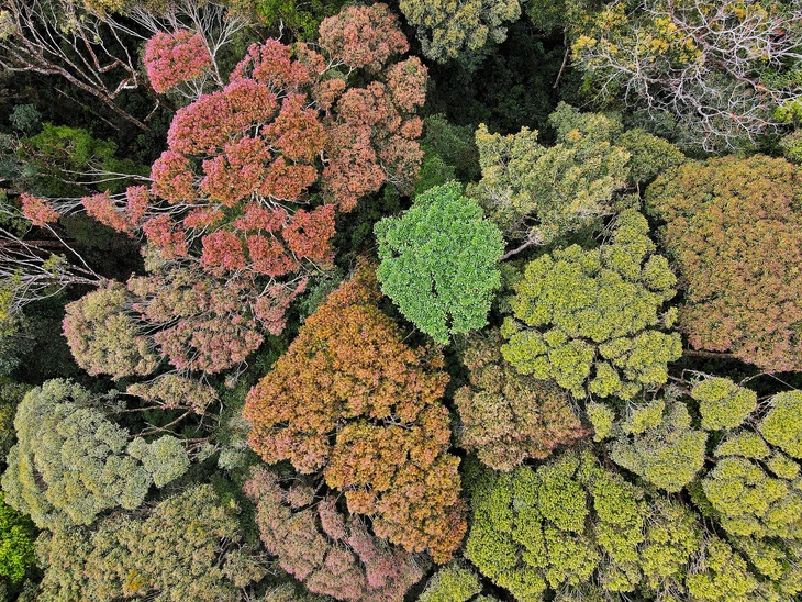 Măng Đen - Ảnh 9.