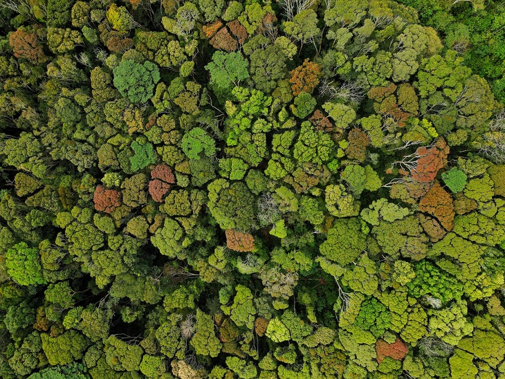 Măng Đen - Ảnh 7.