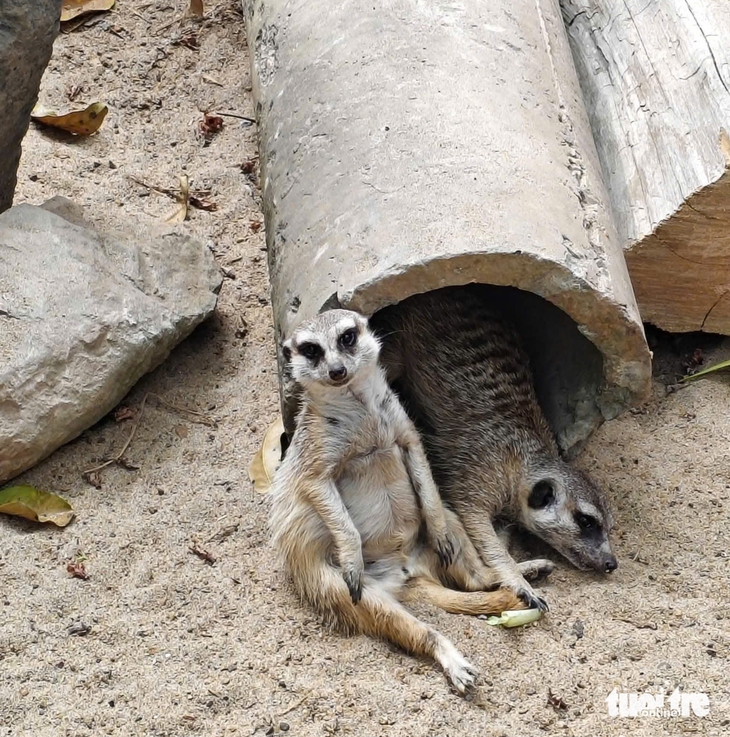 trại rắn - Ảnh 5.