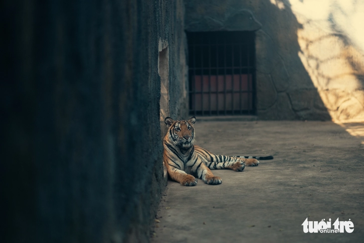 Ngắm khoảnh khắc đáng yêu của rái cá, rắn, ngựa, mèo ở Đồng Tâm - Ảnh 6.