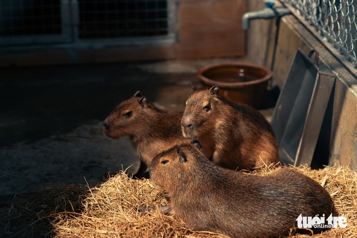 trại rắn - Ảnh 7.