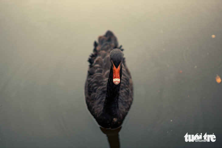 Ngắm khoảnh khắc đáng yêu của rái cá, rắn, ngựa, mèo ở Đồng Tâm - Ảnh 9.