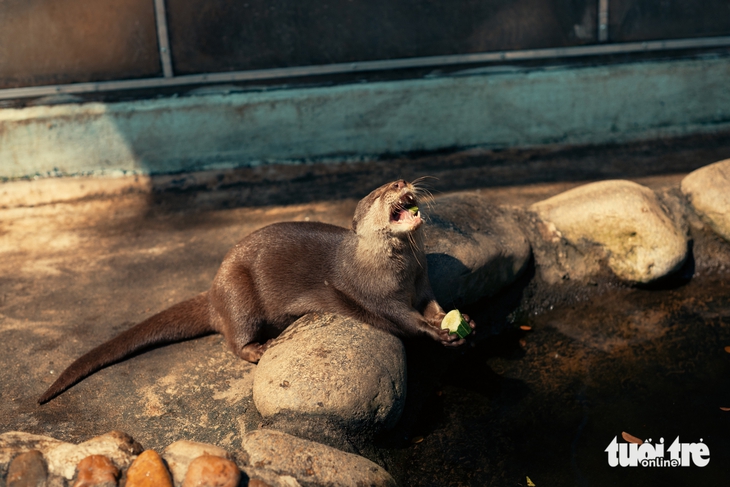 Ngắm khoảnh khắc đáng yêu của rái cá, rắn, ngựa, mèo ở Đồng Tâm - Ảnh 12.