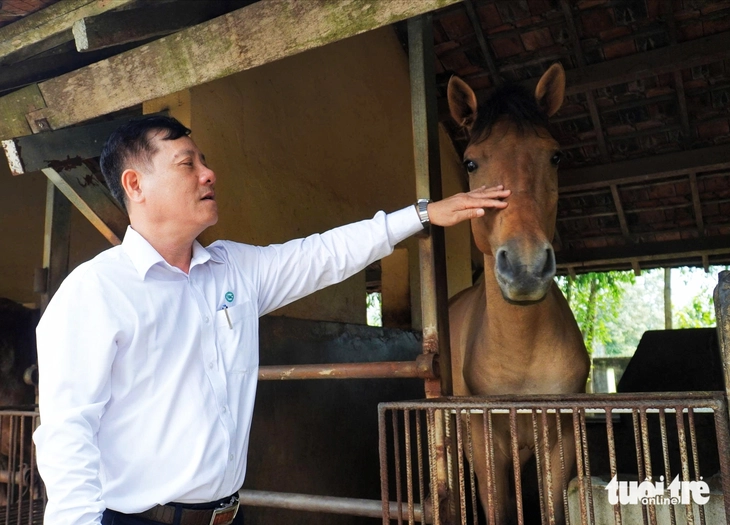 Những con ngựa hiến máu cứu người - Ảnh 3.