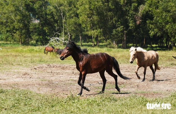 con ngựa - Ảnh 5.