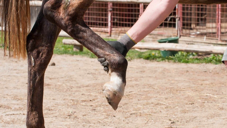 ngủ đứng - Ảnh 3.