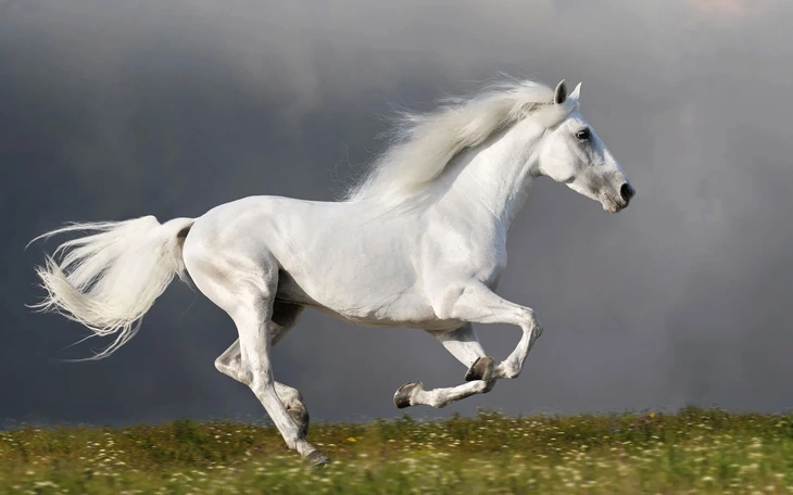 Những con ngựa mang trong mình sứ mệnh hiến máu cứu người - Ảnh 8.