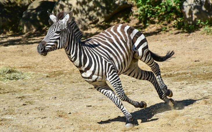 Phát hiện ngựa có thể 'huýt sáo' và 'hát' cùng lúc - Ảnh 2.