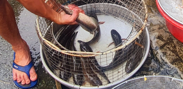 cá đồng - Ảnh 2.