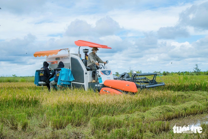 Lúa nếp vàng ruộng, người dân vùng biên mở 'phiên chợ số' đón xuân - Ảnh 3.