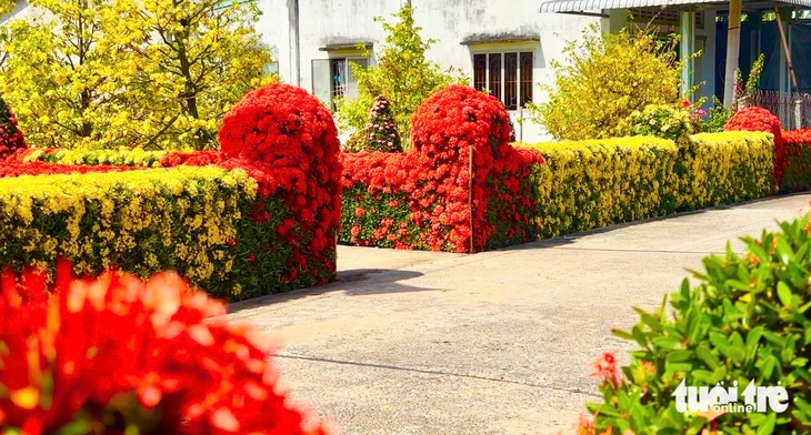 Về Đồng Tháp ngày Tết ngắm đường mai và hàng bông trang bừng nở rực rỡ - Ảnh 4.