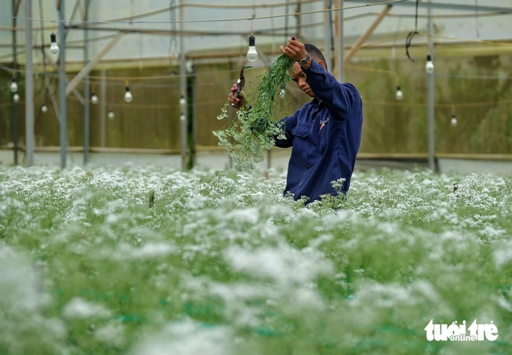 Hoa Đà Lạt: từ 35 lưu dân Hà thành đến vựa hoa châu Á - Ảnh 3.