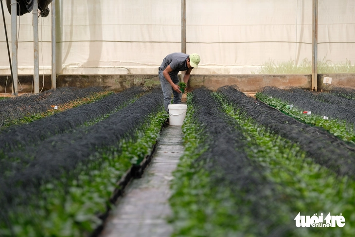 Hoa Đà Lạt: từ 35 lưu dân Hà thành đến vựa hoa châu Á - Ảnh 4.