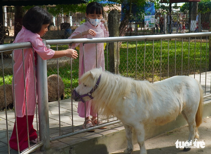 ngựa lùn Pony - Ảnh 2.