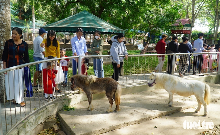 Ngôi sao của trại rắn Đồng Tâm dịp Tết năm nay là... ngựa lùn - Ảnh 5.