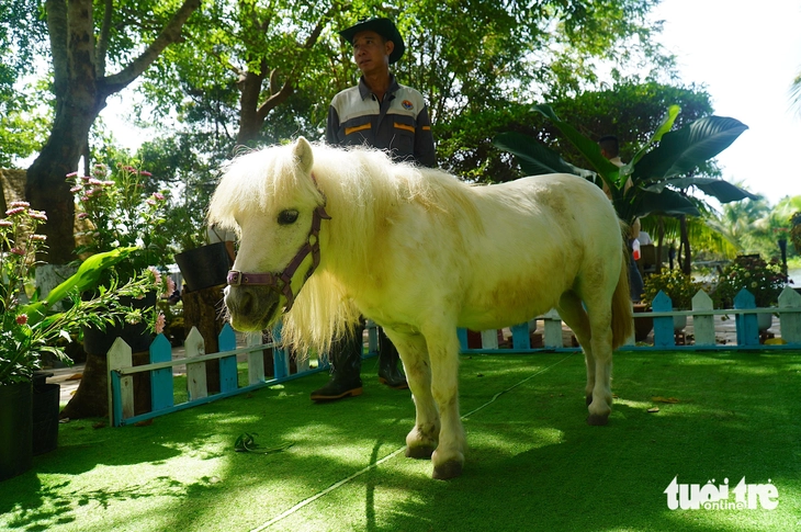 Ngôi sao của trại rắn Đồng Tâm dịp Tết năm nay là... ngựa lùn - Ảnh 6.