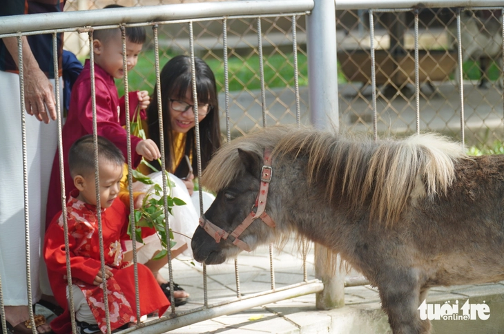 ngựa lùn Pony - Ảnh 7.