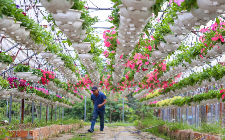 Vượt thiên tai, quất Tết Đà Nẵng đa dạng, có cây giá hàng chục triệu đồng - Ảnh 8.