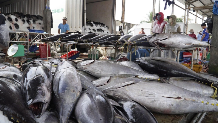 cá ngừ - Ảnh 2.