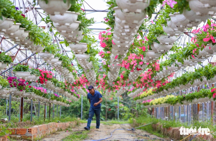 Xuân về trên các vựa hoa Tết Đà Nẵng: Dự kiến giá hoa không tăng - Ảnh 1.
