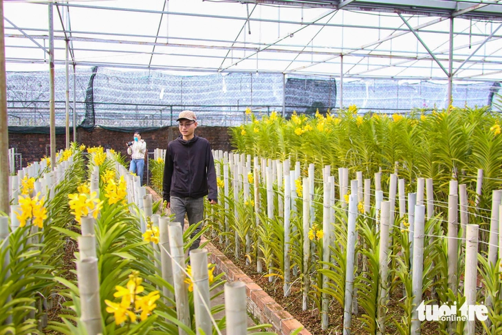 Xuân về trên các vựa hoa Tết Đà Nẵng: Dự kiến giá hoa không tăng - Ảnh 3.