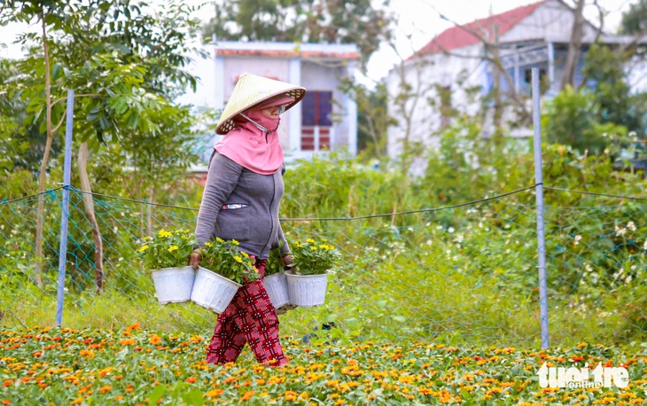 Xuân về trên các vựa hoa Tết Đà Nẵng: Dự kiến giá hoa không tăng - Ảnh 4.