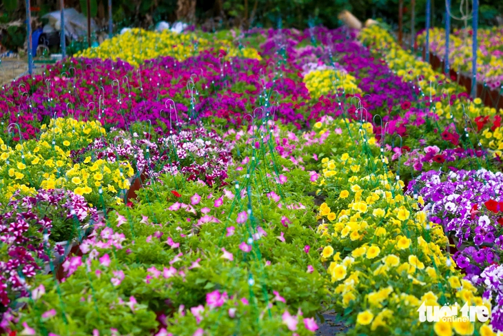 Xuân về trên các vựa hoa Tết Đà Nẵng: Dự kiến giá hoa không tăng - Ảnh 5.