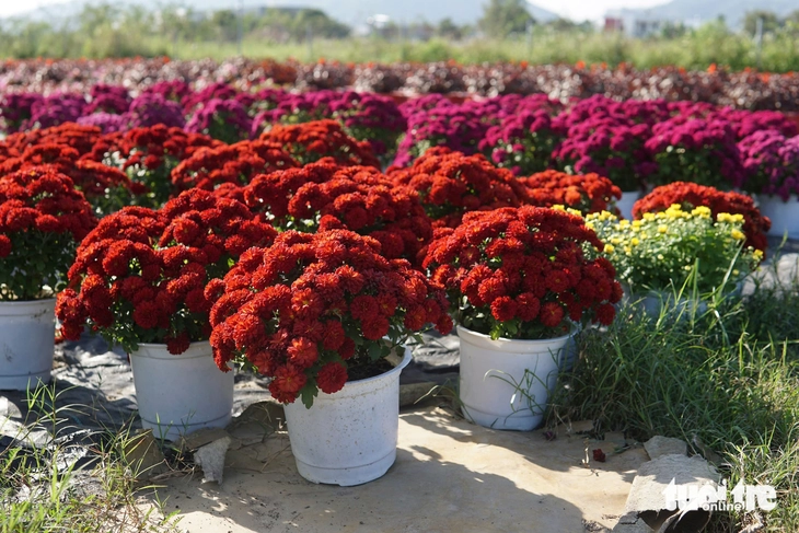 Xuân về trên các vựa hoa Tết Đà Nẵng: Dự kiến giá hoa không tăng - Ảnh 6.