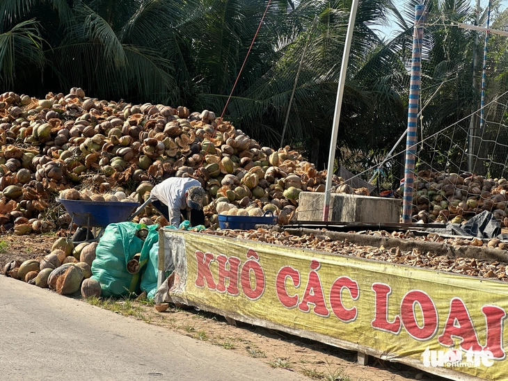 giá dừa - Ảnh 1.