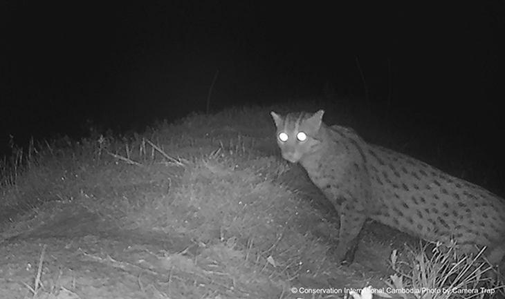 Loài mèo cá cực hiếm tái xuất sau hơn một thập kỷ - Ảnh 2.