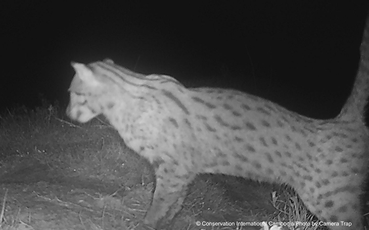 Phục hồi thành công nguồn gen thuần chủng 'nếp tiến vua' ở Quảng Ngãi - Ảnh 2.