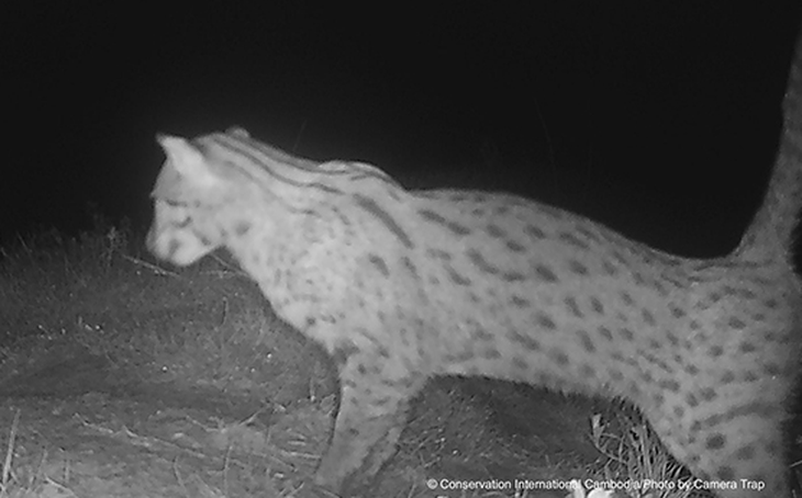 Loài mèo cá cực hiếm tái xuất sau hơn một thập kỷ - Ảnh 1.