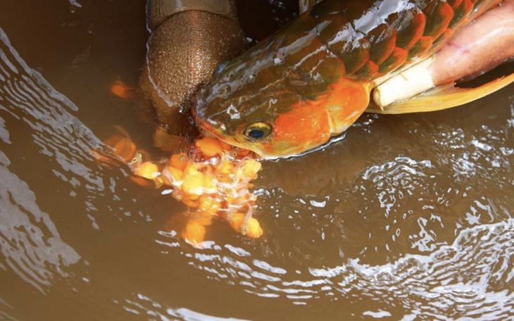 Vụ nhiều người nhập viện nghi ngộ độc sau khi ăn trứng cá cảnh - Ảnh 2.