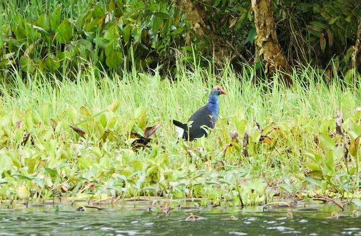 Du khách ngồi vỏ lãi, đội khăn rằn trải nghiệm ngắm cảnh Vườn quốc gia U Minh Thượng - Ảnh 4.