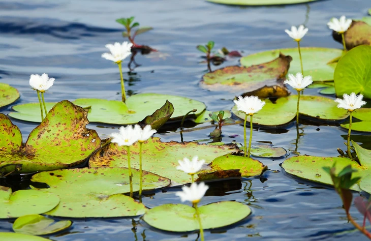 u minh thượng - Ảnh 5.