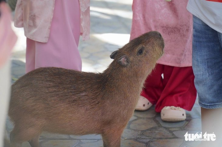 Capybara - Ảnh 4.