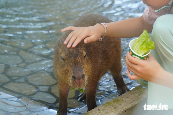 Capybara - Ảnh 5.