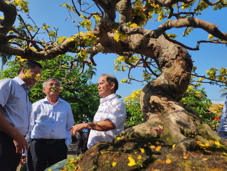 'Ngày Bonsai - Mai vàng Nghĩa Hành 2026' đón nghệ nhân, du khách thưởng lãm dịp đầu năm - Ảnh 3.