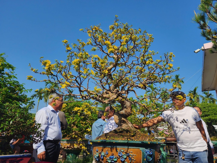 'Ngày Bonsai - Mai vàng Nghĩa Hành 2026' đón nghệ nhân, du khách thưởng lãm dịp đầu năm - Ảnh 7.